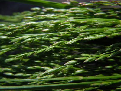 Poa palustris (6134897454)