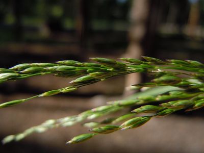 Poa palustris (6134896736)