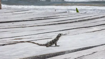 Iguana Hotel Coqui Coqui Tulum Mexico (20604382413)