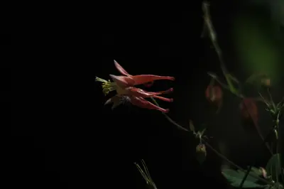 Pale Corydalis - panoramio