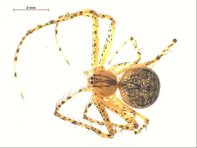 Mimetus hesperus f2