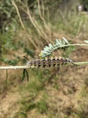 Orgyia vetusta 500694040