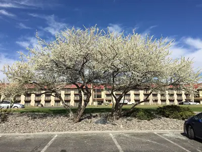 2015-03-31 10 28 59 White flowering crabapples along Idaho Street (Interstate 80 Business) in Elko, Nevada