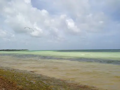 Ocean Veiw with seagull - panoramio