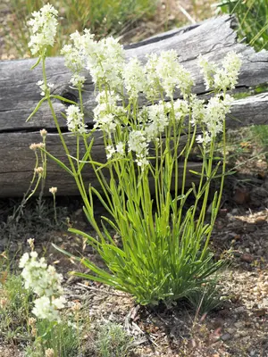 Frasera montana 109224214