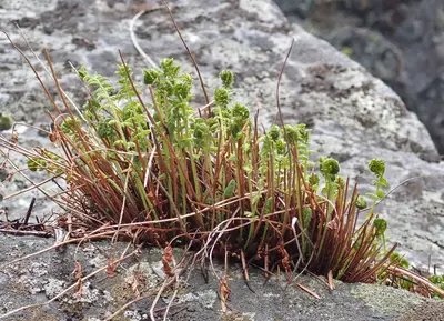 Woodsia scopulina JHT1