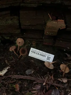 Inocybe lanuginosa 377992330