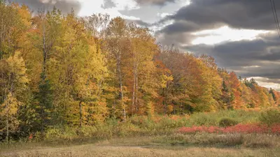 Edge of the woods in autumn under a heavy sky, Quebec City
