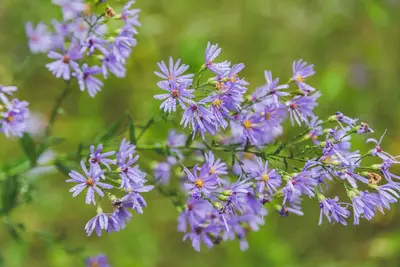 Crow Wing State Park Flowers, Minnesota (29626829086)