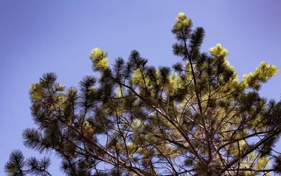 Crow Wing State Park Trees, Minnesota (29037740863)