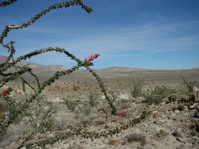Agua Caliente County Park trail with ocotillo