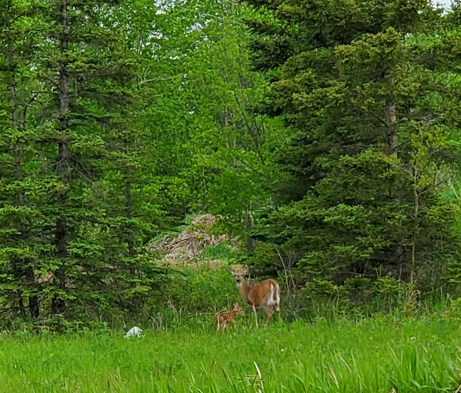 Photo of Greenwater Provincial Park