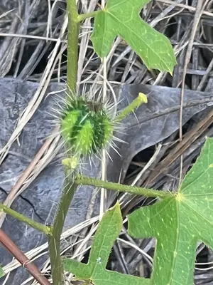 Cnidoscolus urens var. stimulosus July 2024 03