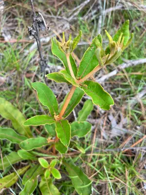 Eriogonum tomentosum 03