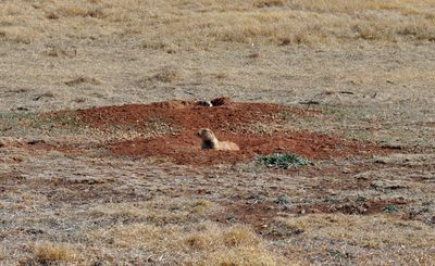 Cynomys ludovicianus Caprock Canyons
