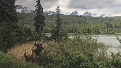 Wapiti, Jasper National Park 2019-06-07