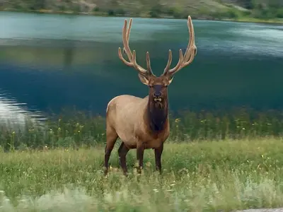 Elk in Jasper