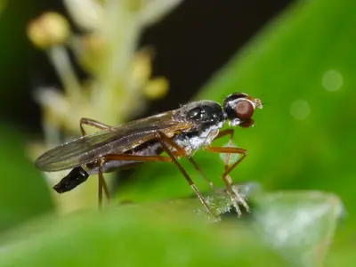 Compsobata kennicotti