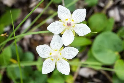 Parnassia palustris 184684953