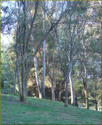 Trees, Yucaipa Reg Park 3-10-13 (8552674044)