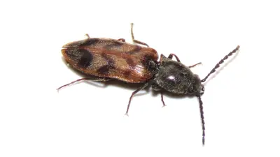 Pseudanostirus triundulatus