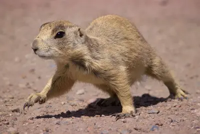 Utah Prairie Dog (26336227749)