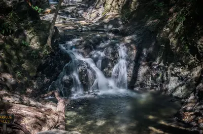 Forest waterfall (26779571166)