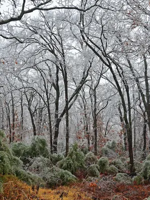 Oklahoma Ice Storm - panoramio