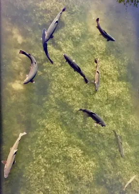 Rainbow Trout at D C Booth Historic National Fish Hatchery (51237018633)