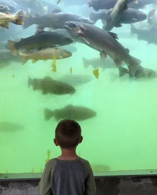Viewing Trout Underwater at D C Booth Historic National Fish Hatchery (51237814332)