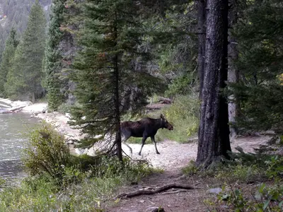 Moose at Phelps Lake, Grand Teton National Park - panoramio