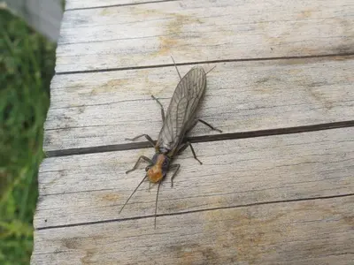 Hesperoperla hoguei