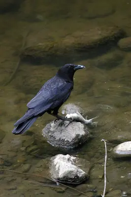 American Crow feeding (4437576270)