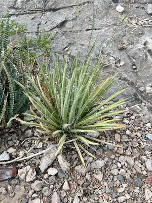 Agave schottii 363439379