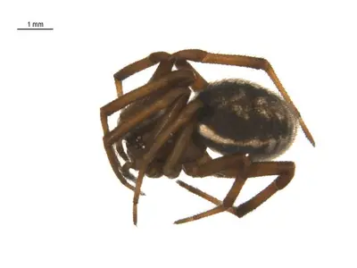 Steatoda albomaculata female preserved specimen 1