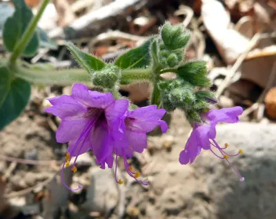 Desert Four O'Clock (Mirabilis cf. multiflora) - Flickr - gailhampshire