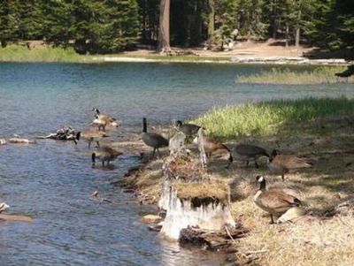 Manzanita Lake Group Campground