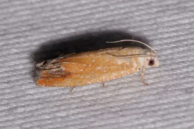 Eucosma floridana 167348275