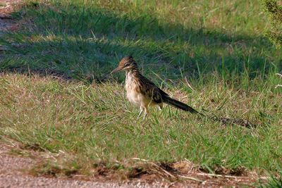 Roadrunner Palo Duro Canyon State Park Texas 2024