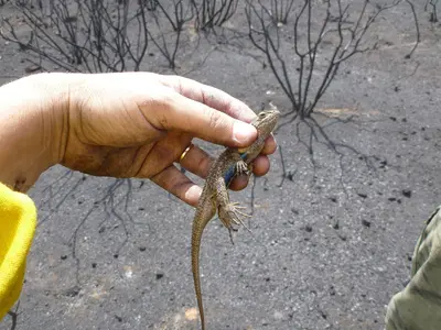 Western fence lizard (8722151808)
