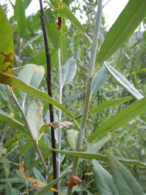 Salix lemmonii (5027510738)