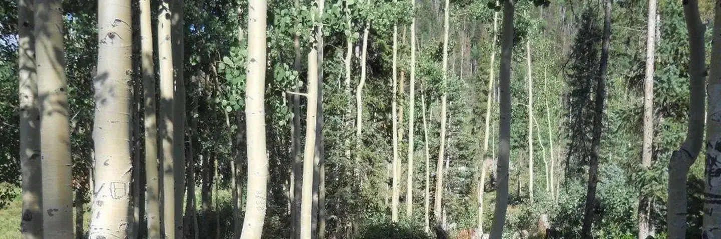 Group of Aspen Trees