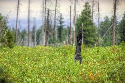Cold Springs Campground