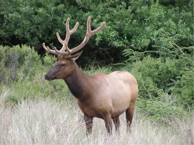 Big Critter (252101046)