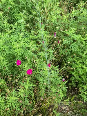 Callirhoe leiocarpa 371040711
