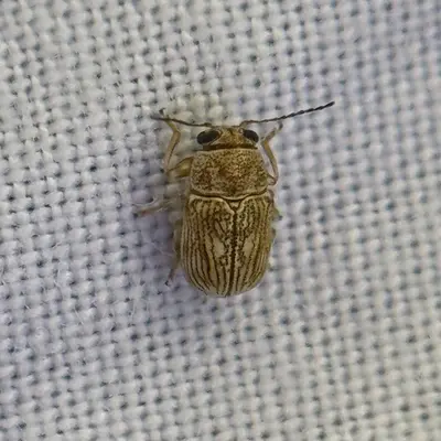 Pachybrachis diversus