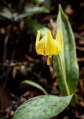 Trout lily on Eno's bank (33131519262)