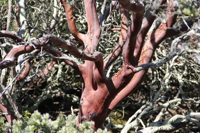 Manzanita - panoramio (1)