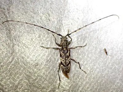 Brothylus conspersus