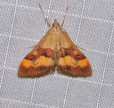 Pyrausta flavofascialis 55817345